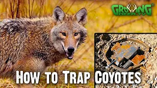 How To Trap Coyotes In 4 Easy Steps - Flat Set (747)