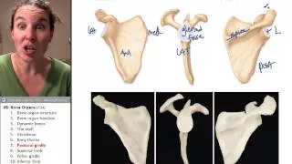 Bone Organs 7- Pectoral girdle