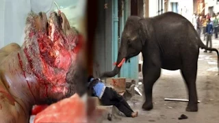 Most Amazing Wild Animal Attacks - Lion vs Elephant - Elephant vs Rhino Real Fight – Prin