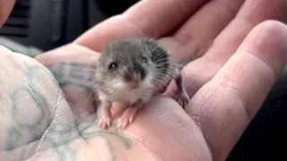 Guy brings home a street mouse. Here's what happened.