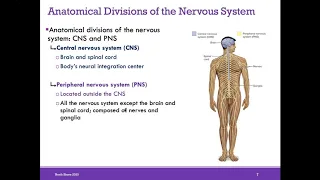 AP1 Online | Chapter 12: Nervous System (Part 1)