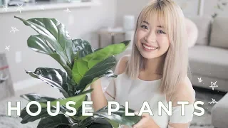 Best Indoor Plants | Cute House Plants That Clean The Air 🌿