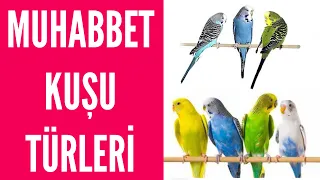 MUHABBET KUŞU TÜRLERİ , CİNSLERİ ? #muhabbetkuşu