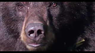 Wildlife Photography - August Black Bear-8K-Jackson Hole / Grand Tetons Park / Yellowstone Park