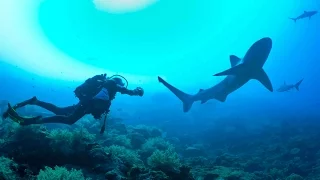 Scuba Diving with SHARKS!! Bassas Da India - Sailing SV Delos Ep. 100