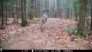 January 2023 trail cam highlights