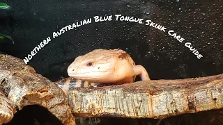 Northern Australian Blue Tongue Skink Care Guide // BASIC //