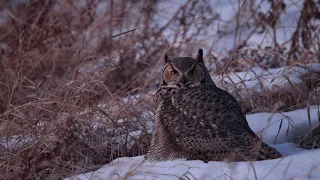 Great Horned Owl