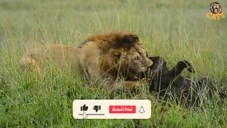 Brutal Moments When The Male Lions Attack His Prey