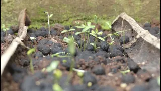 Fighting deforestation using seedballs