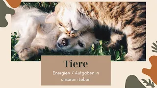 Tiere - haben sie eine besondere Aufgabe in unserem Leben