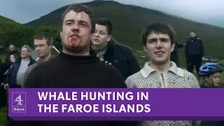 The Faroe Islands' annual whale slaughter
