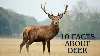 10 Fascinating Facts About Deer