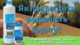 Як покращити родючість ґрунту? – порівняння пшениці на полі з ЯРОС та без