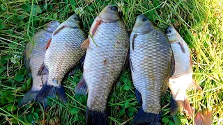 Fishing with an overnight stay for crucian carp, carp. Southern Bug