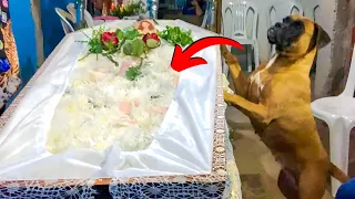 The Dog Attended His Late Owner's Funeral, Then He Did Something No One Would Ever Forget