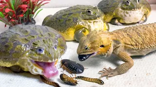 African Bullfrog and Bearded Dragon Eat Dubia Roaches! Warning live feeding