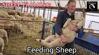 Sheep Farming: Feeding Sheep