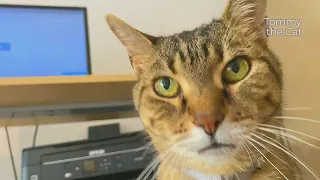 Cat believes humans are idiots, so this is what he does