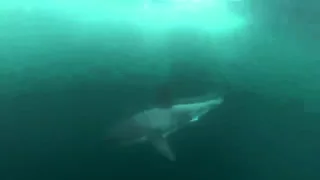 [Chronosss] Suffer bitch! Внезапная встреча с акулой
