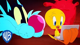 Looney Tunes em Português 🇧🇷 | Brasil | A nova casa do Piu Piu | WB Kids