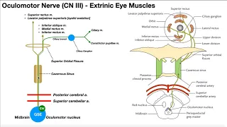 Cranial Nerve III - Oculomotor Nerve [Part 1] | Origin, Structure, Pathway & Function