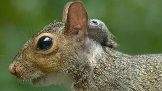 Massive Botfly Maggot Removed From Squirrel's Head