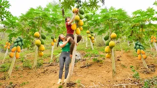 Harvesting A Lot Of Papaya Go To Market Sell - Buy male wild boar for breeding | Ly Tieu Toan