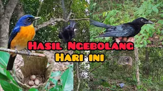 Melelahkan Tapi Seruuuh.. Ngebolang Mencari Sarang Dan Mikat Burung.. Hasil Yg Takterduga...