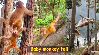 Poor baby monkey was thrown from above and fell down very painfully