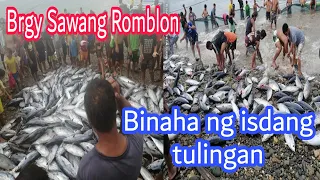 Romblon Fish : BARANGGAY SAWANG, ROMBLON , BINAHA NG TONE TONELADANG ISDANG TULINGAN