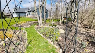 Sunny Stroll Through the Garden: Checkin Out Bulbs & Perennials  | Geranium & Begonia Update! 🌸