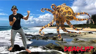 FOUND A 1/50,000 MEGA RARE TRITON SEASHELL! A HUGE OCTOPUS TRIED TO ROB ME AT THE BEACH...