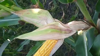 Огляд кукурудзи ДКС 3939 і ДК 315