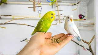 Cute Budgie Echo's First Day || Budgie Handfeeding || How To Make Adult Budgies Friendly