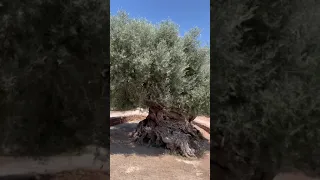 The Oldest Olive Tree In The World