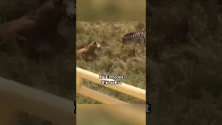 Mother Zebra Saves Her Child From LION 🥲❤️ #shorts #save