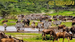 4K Wildlife Relaxing Video: The World's Most Phenomenal Serengeti Migration