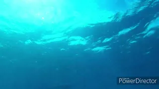 Large female Tiger shark greeting us at the end of our epic NC dive