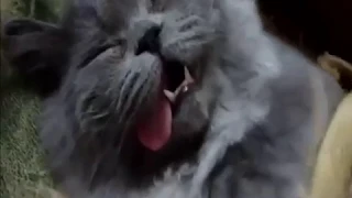 Смотреть видео приколы с котами 79
