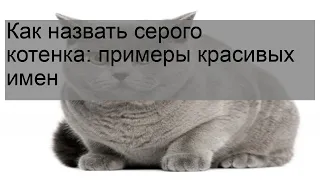 Как назвать серого котенка: примеры красивых имен