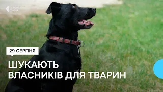 У Львівському притулку шукають господарів для собак-переселенців