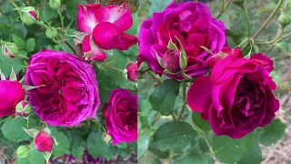 Spring Garden 2 | June1- June15, 2023  | David Austin roses | My pets my garden | 我的宠物我的花园 |#garden