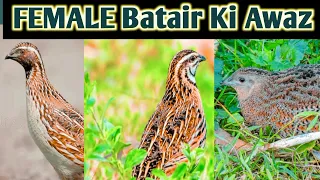 Female Batair Calling 2022 / Male Batair Sound/ Mix Calling,بٹیر کی مست کر دینے والی آواز /