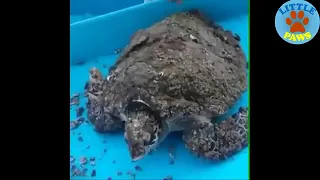 Rescue Sea Turtles, Removing Barnacles from Poor Sea Turtles Compilation-lets we safe turtle