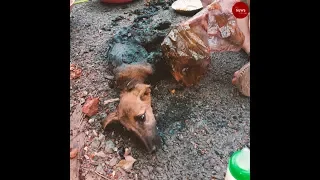 How two puppies stuck in pool of tar were rescued