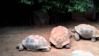 Giant tortoises mating.