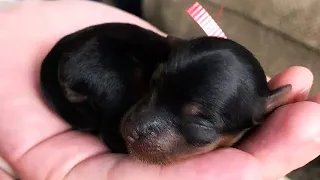 Er dachte, es wäre ein Hundewelpe. Ein Jahr später war er geschockt, als er sah, was es war!