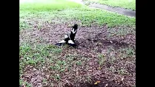 Magpies mating