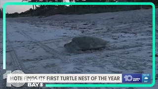Sea turtle nesting season kicks off with first nest found on Venice Beach